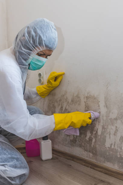 Best Basement Mold Removal  in Guntown, MS