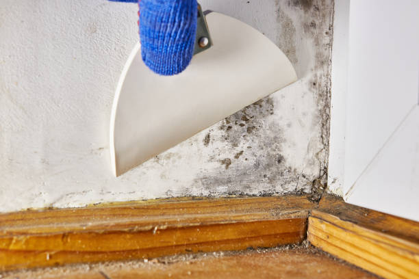 Best Forensic Mold Investigation  in Guntown, MS